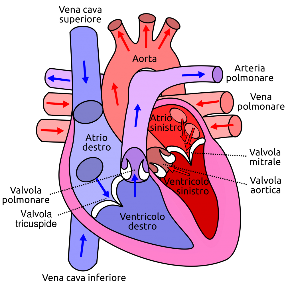 2000px-Diagram_of_the_human_heart_hu_it.svg