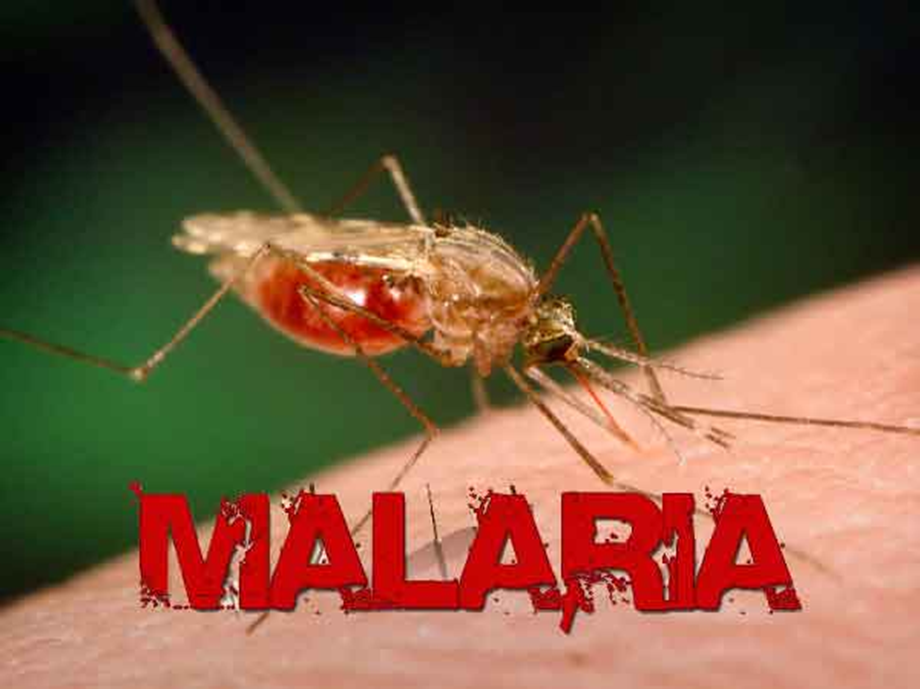parassiti nei vaccini parassiti nei vaccini