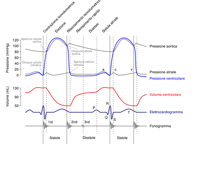 Il diagramma di Wiggers: semplice strumento di analisi fisiologia cardiaca
