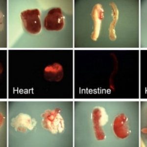 Vagina artificiale con tessuto suino : nuova frontiera per trapianti d'organo?