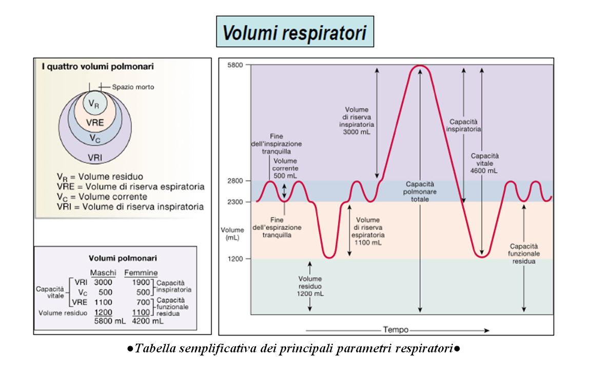 Il monitoraggio dei parametri respiratori con l'ausilio del ventilatore meccanico 1