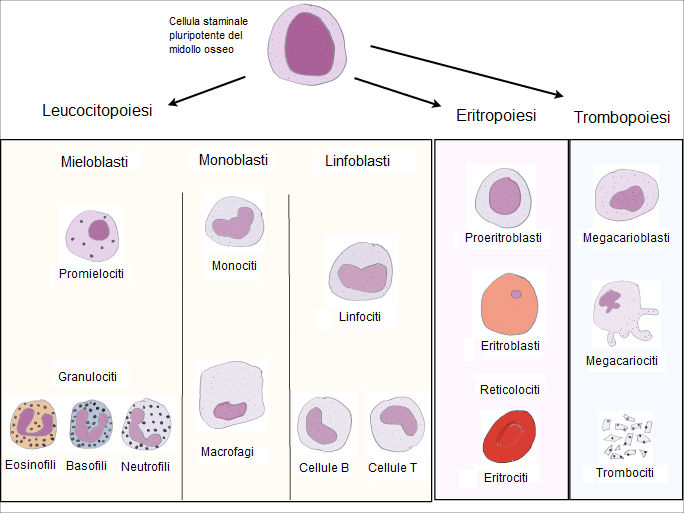 Digiuno e cellule staminali: connubio di lunga vita 1
