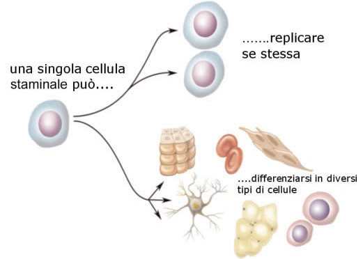 Digiuno e cellule staminali: connubio di lunga vita